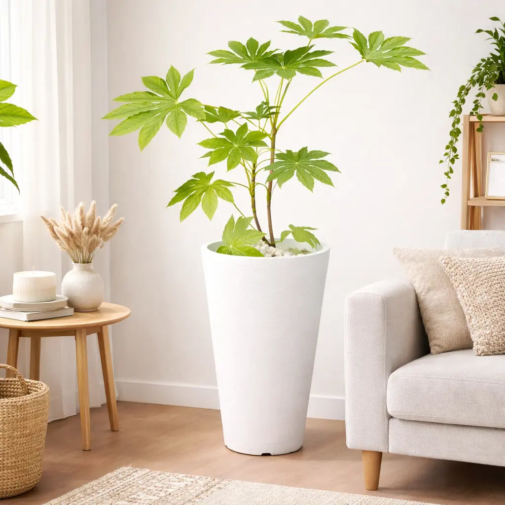 Aralia Japonica L + Macetero Cónico de Fibra 30x46 cm con Drenaje – Planta de Interior Decorativa Premium