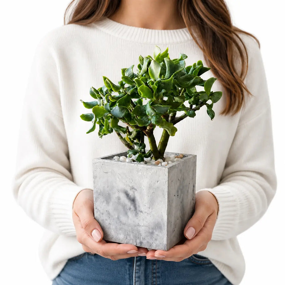Pack Suculenta Árbol de Jade + Macetero de Hormigón Cuadrado | Suculenta Decorativa Interior con Drenaje