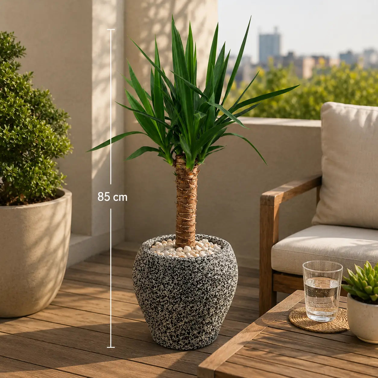 Pack Yuca (Yucca elephantipes) 85 cm en Macetero de Arcilla con Gravillado de Cuarzo Negro y Drenaje | Planta de Interior Moderna