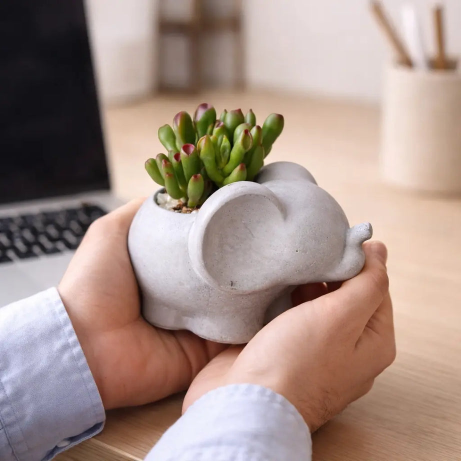 Elefantito de Hormigón con Crassula Ovata ‘Gollum’ – Suculenta Oreja de Shrek | Regalo Original y Decorativo