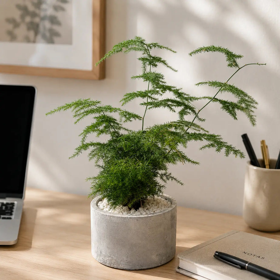 Pack Helecho Plumoso (Asparagus setaceus) en Macetero de Hormigón | Planta de Interior Elegante y Decorativa