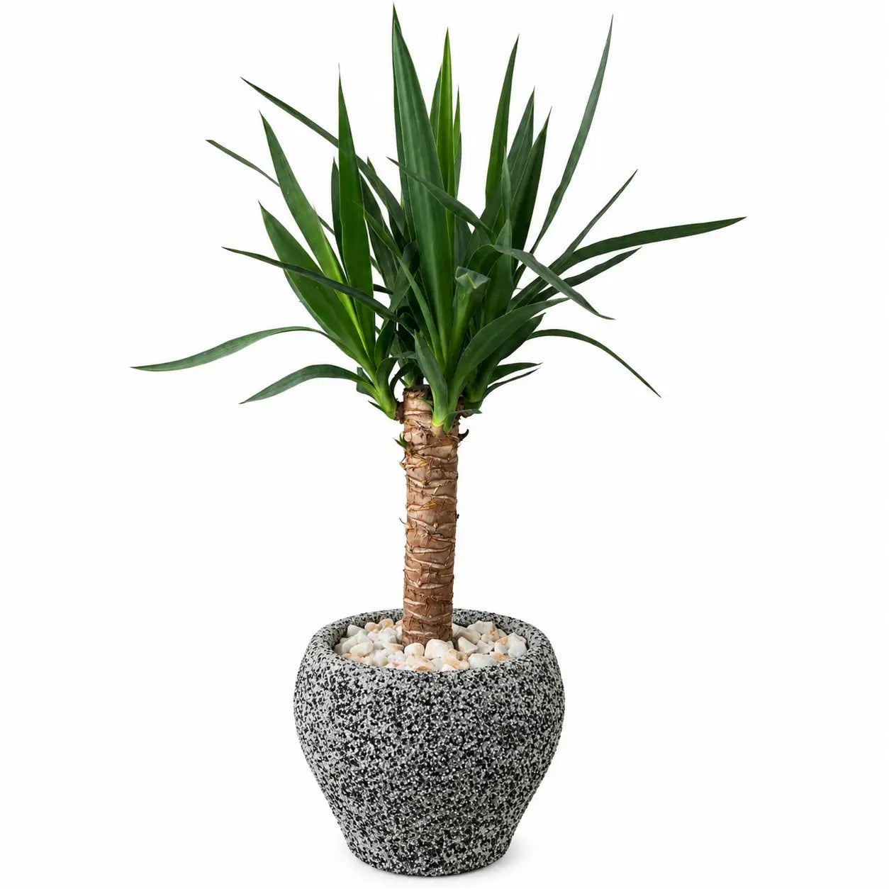 Pack Yuca (Yucca elephantipes) 85 cm en Macetero de Arcilla con Gravillado de Cuarzo Negro y Drenaje | Planta de Interior Moderna