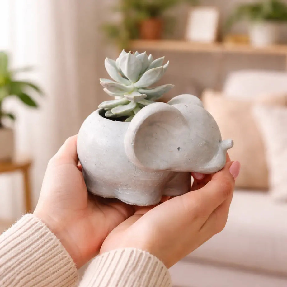 Elefantito con Suculenta Echeveria Elegans | Macetero de Hormigón con Drenaje | Regalo Original y Decoración con Vida