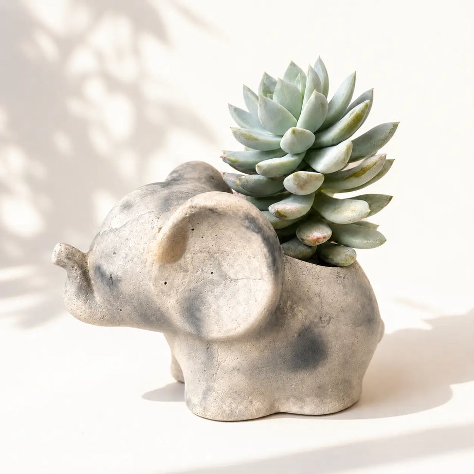 Macetero Elefantito con Pack Suculenta Echeveria Natural | Planta Viva + Maceta de Hormigón | Regalo Original Decorativo