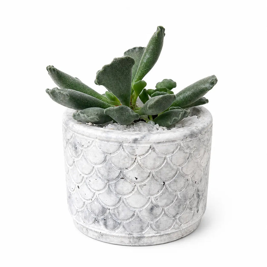 Pack Suculenta Adromischus Cristatus + Macetero de Hormigón Diseño | Planta Decorativa Interior