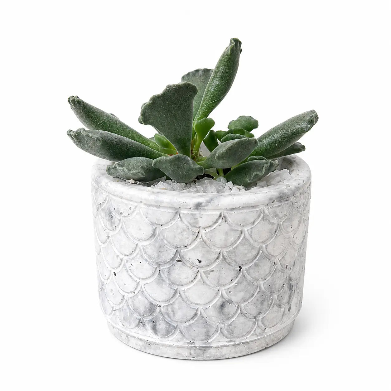 Pack Suculenta Adromischus Cristatus + Macetero de Hormigón Diseño | Planta Decorativa Interior