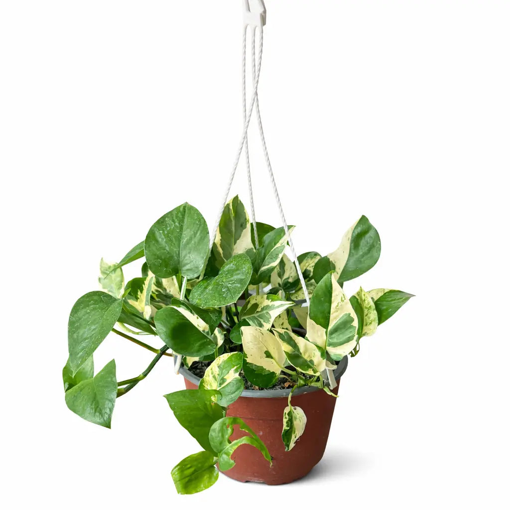 Pothos N’Joy | Planta de Interior Variegada Fácil de Cuidar | Decoración Natural para Hogar
