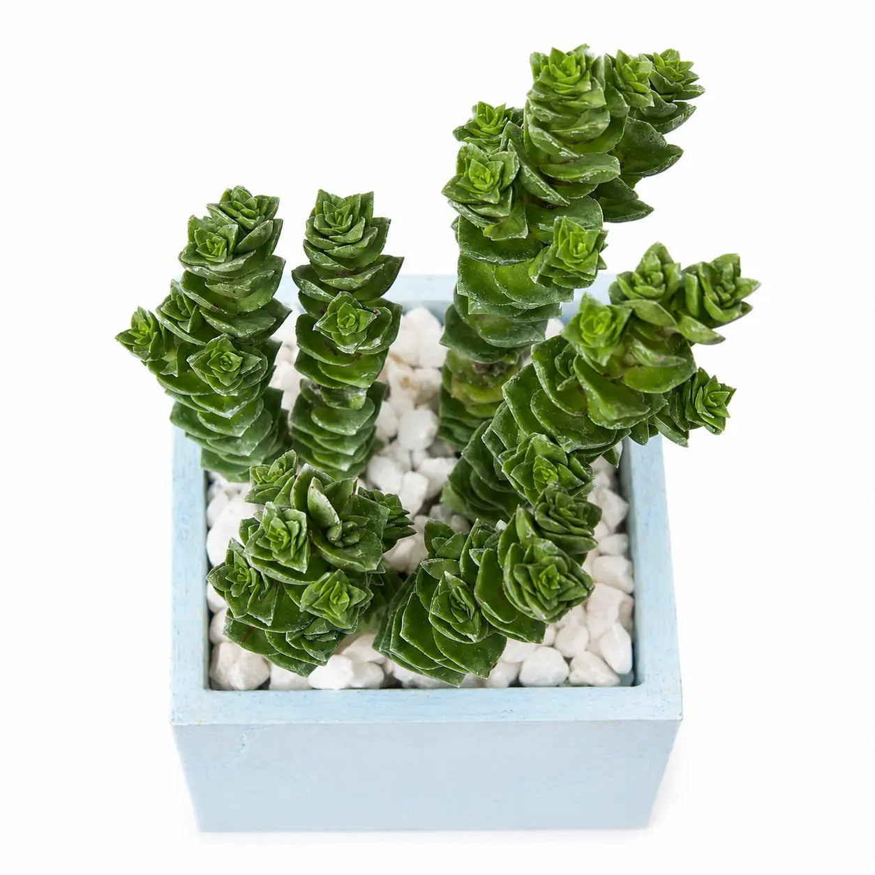 Pack Suculenta Crassula Perforata (Collar de Botones) en Macetero Cuadrado de Hormigón con Drenaje | Planta Decorativa Moderna