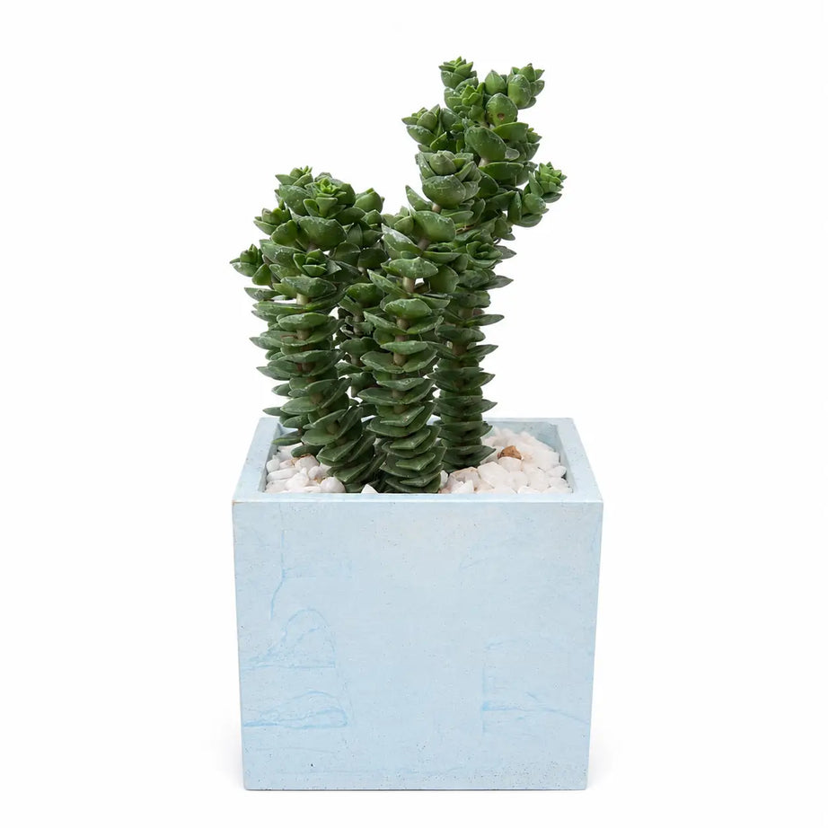 Pack Suculenta Crassula Perforata (Collar de Botones) en Macetero Cuadrado de Hormigón con Drenaje | Planta Decorativa Moderna