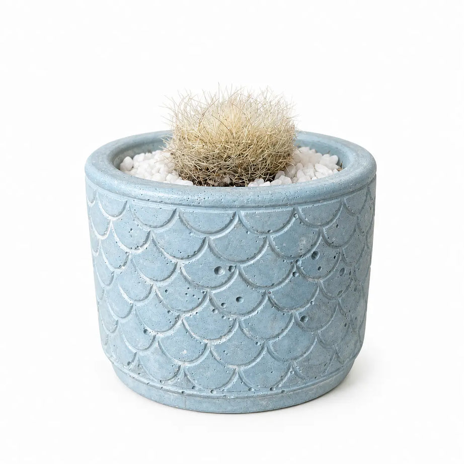 Pack Cactus Peludo en Macetero de Hormigón Celeste | Planta Decorativa de Bajo Riego para Interior