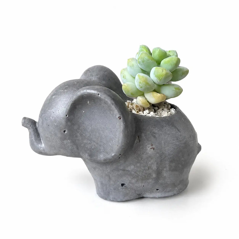 Elefantito con Suculenta Crassula
