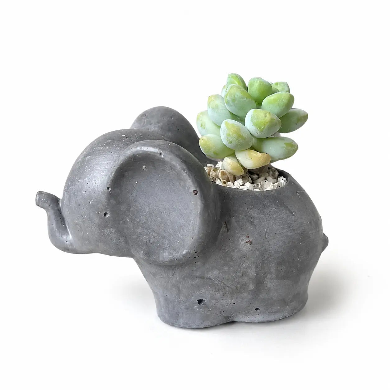 Elefantito con Suculenta Crassula