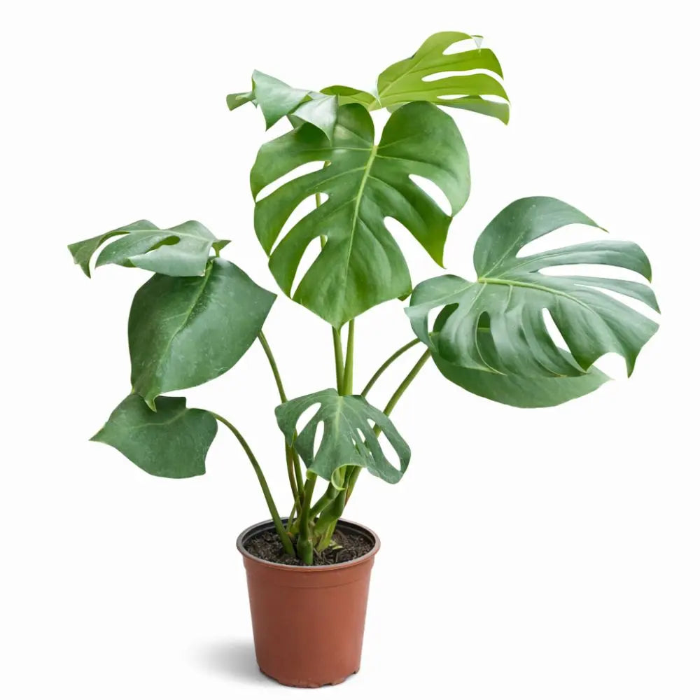 Monstera Deliciosa – Planta Tropical de Interior y Exterior | La Macetería Verde