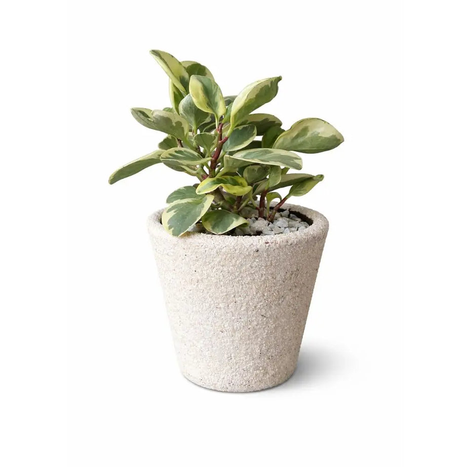 Pack Peperomia Obtusifolia Variegata S + Macetero de Arcilla Cónico 14x14 cm | Planta Decorativa de Interior