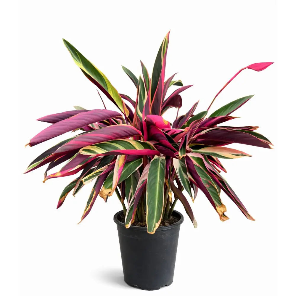 Stromanthe Triostar – Planta de Interior Tropical Decorativa de Hojas Rosadas y Verdes