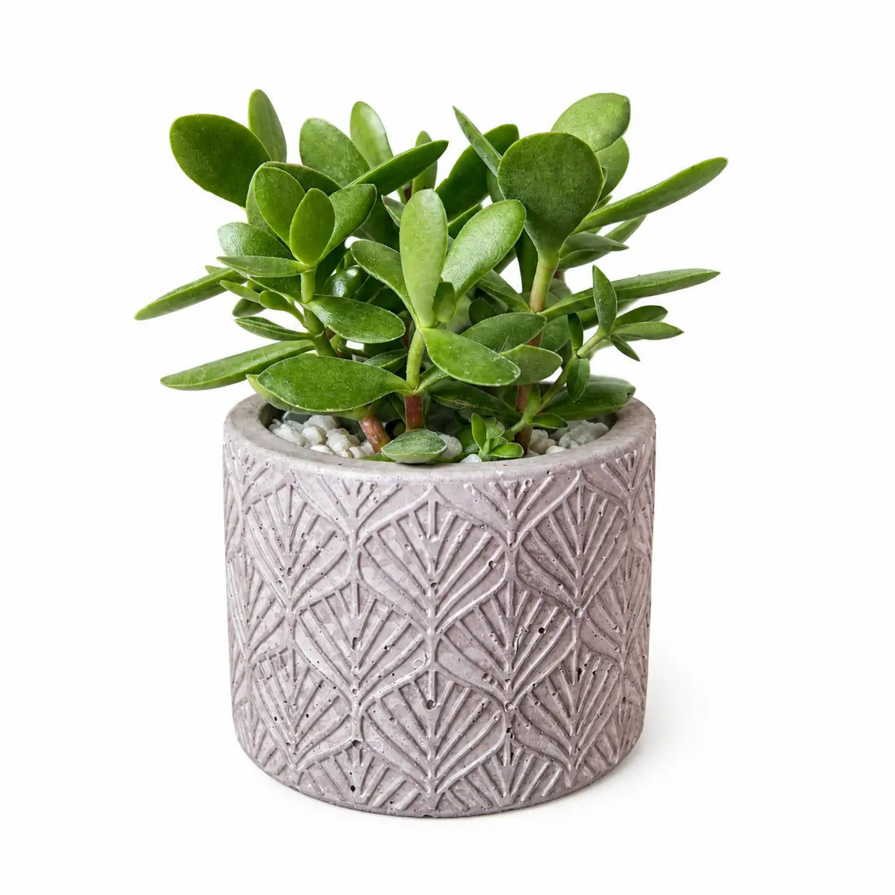 Pack Suculenta Árbol de Jade (Crassula Ovata) en Macetero de Hormigón Texturizado | Planta de Interior Decorativa y Regalo Original
