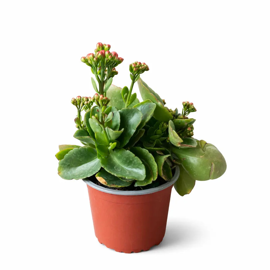Kalanchoe en Flor: Suculenta Decorativa de Interior y Exterior de Bajo Mantenimiento