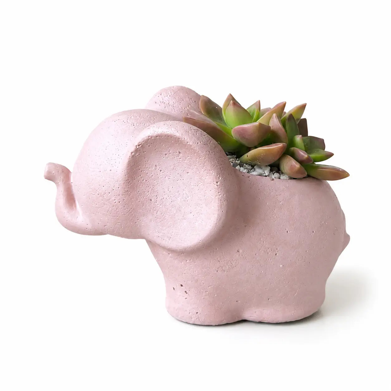 Elefantito con Suculenta Sedum