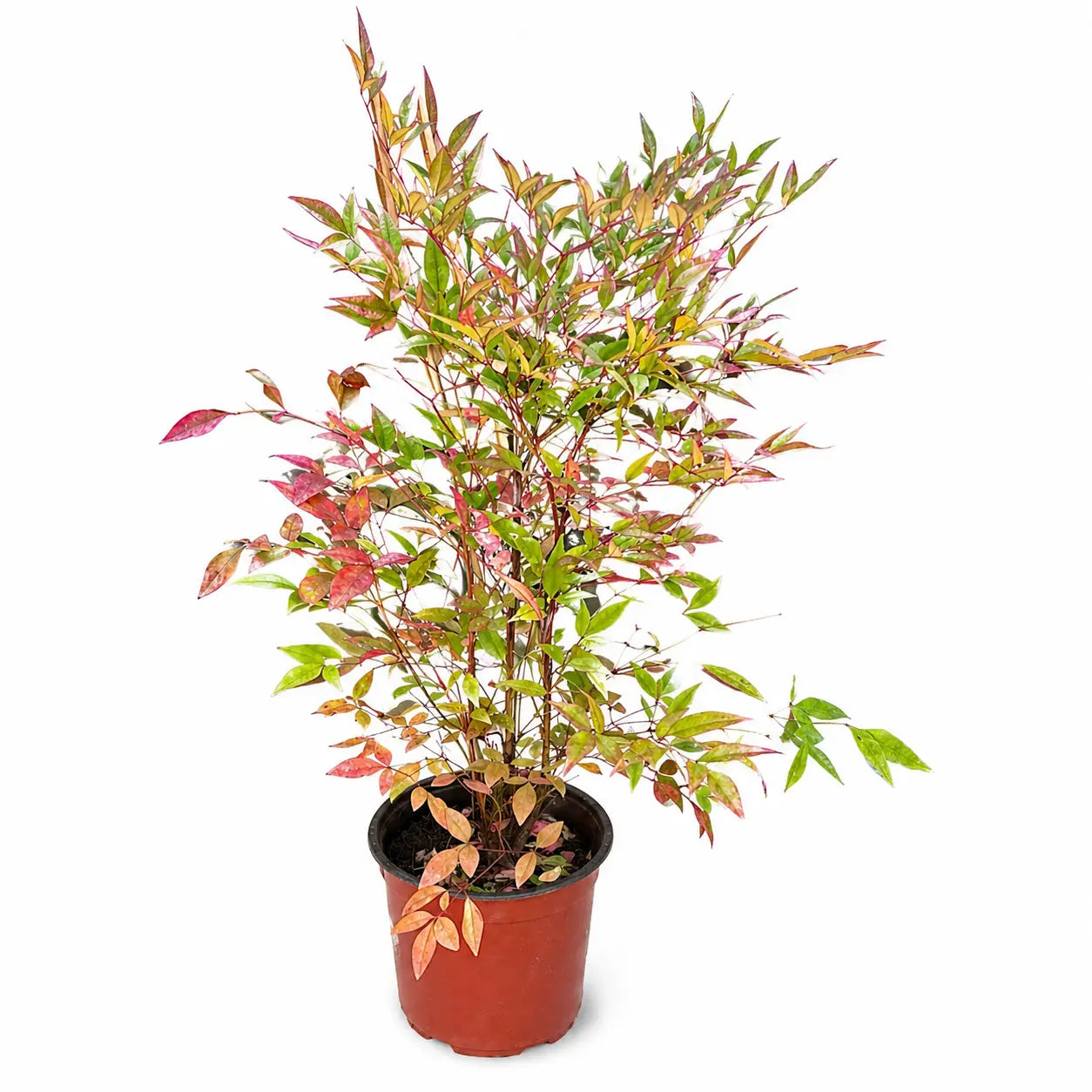 Nandina Doméstica Planta Exterior Resistente al Sol | Planta Decorativa para Jardín y Terraza