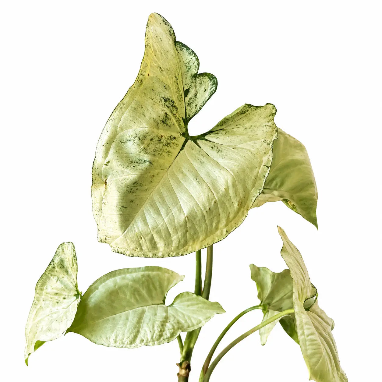 Pack Planta Syngonium White Butterfly con Macetero de Hormigón – Planta de Interior Decorativa Ideal para Regalo