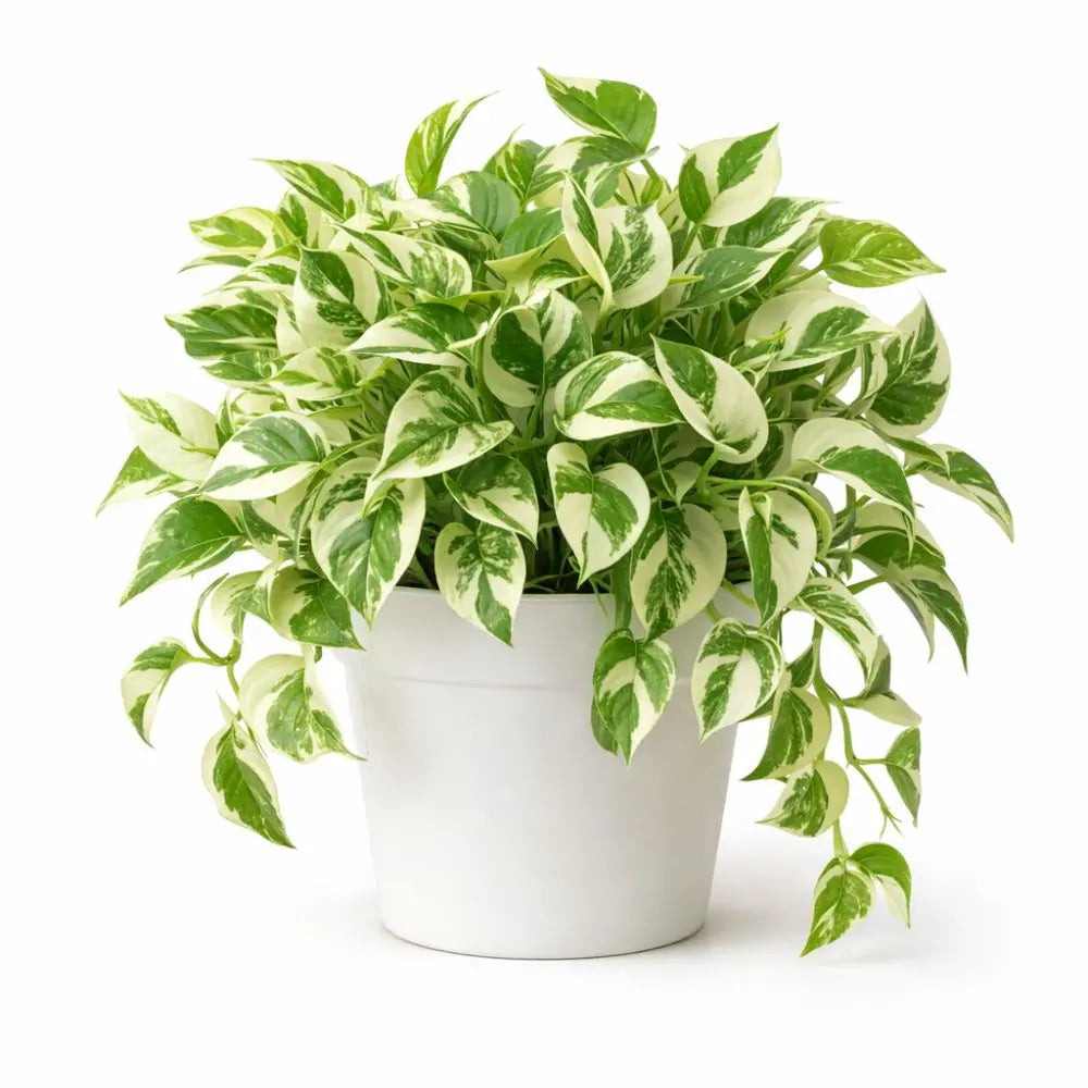 Pothos N’Joy | Planta de Interior Variegada Fácil de Cuidar | Decoración Natural para Hogar