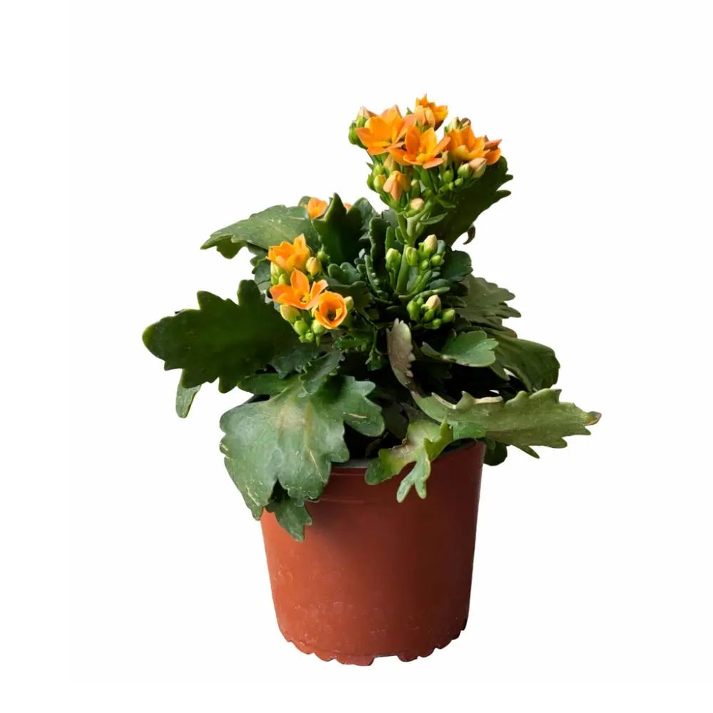 Kalanchoe en Flor: Suculenta Decorativa de Interior y Exterior de Bajo Mantenimiento