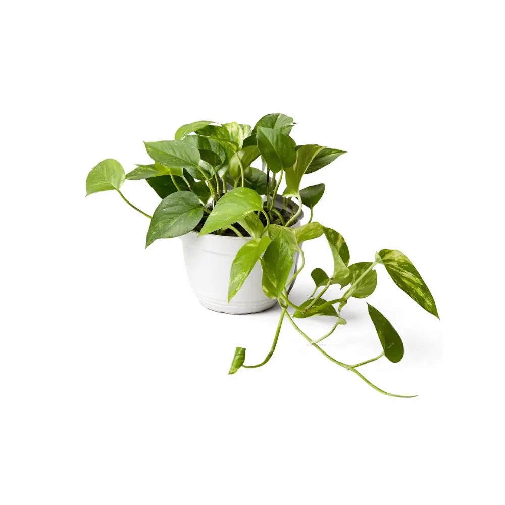 Pothos N’Joy | Planta de Interior Variegada Fácil de Cuidar | Decoración Natural para Hogar