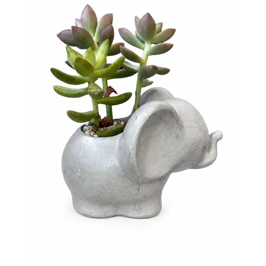 Macetero Elefantito de Hormigón con Suculenta Sedum Adolphii – Regalo Original y Decorativo