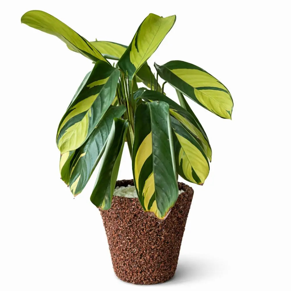 Pack Ctenanthe Lubbersiana + Macetero de Arcilla con Cáscara de Nuez S (13x13 cm) – Planta de Interior Decorativa Lista para Regalo