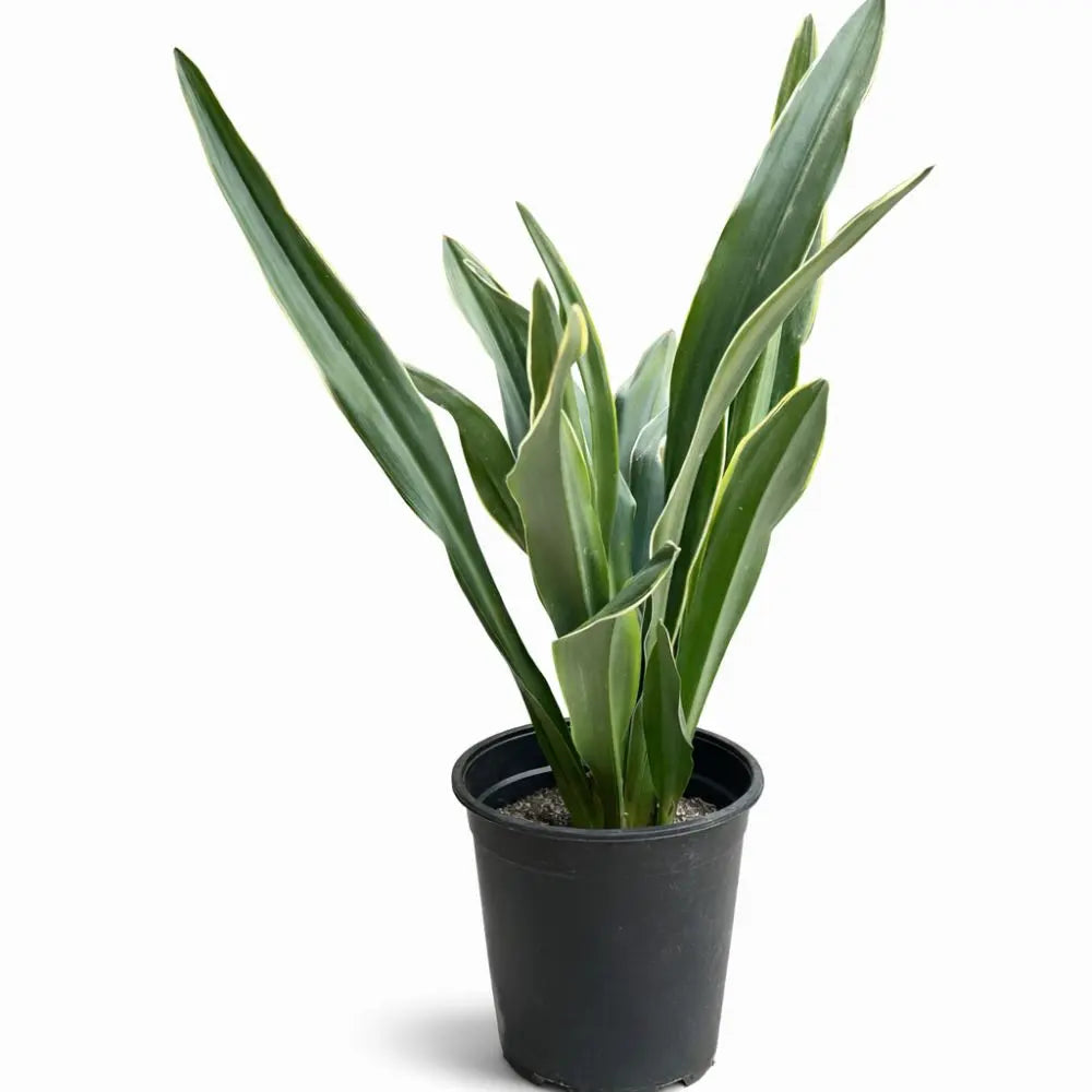 Sansevieria Variegada (Dracaena) | Planta de Interior Resistente, Elegante y de Bajo Mantenimiento