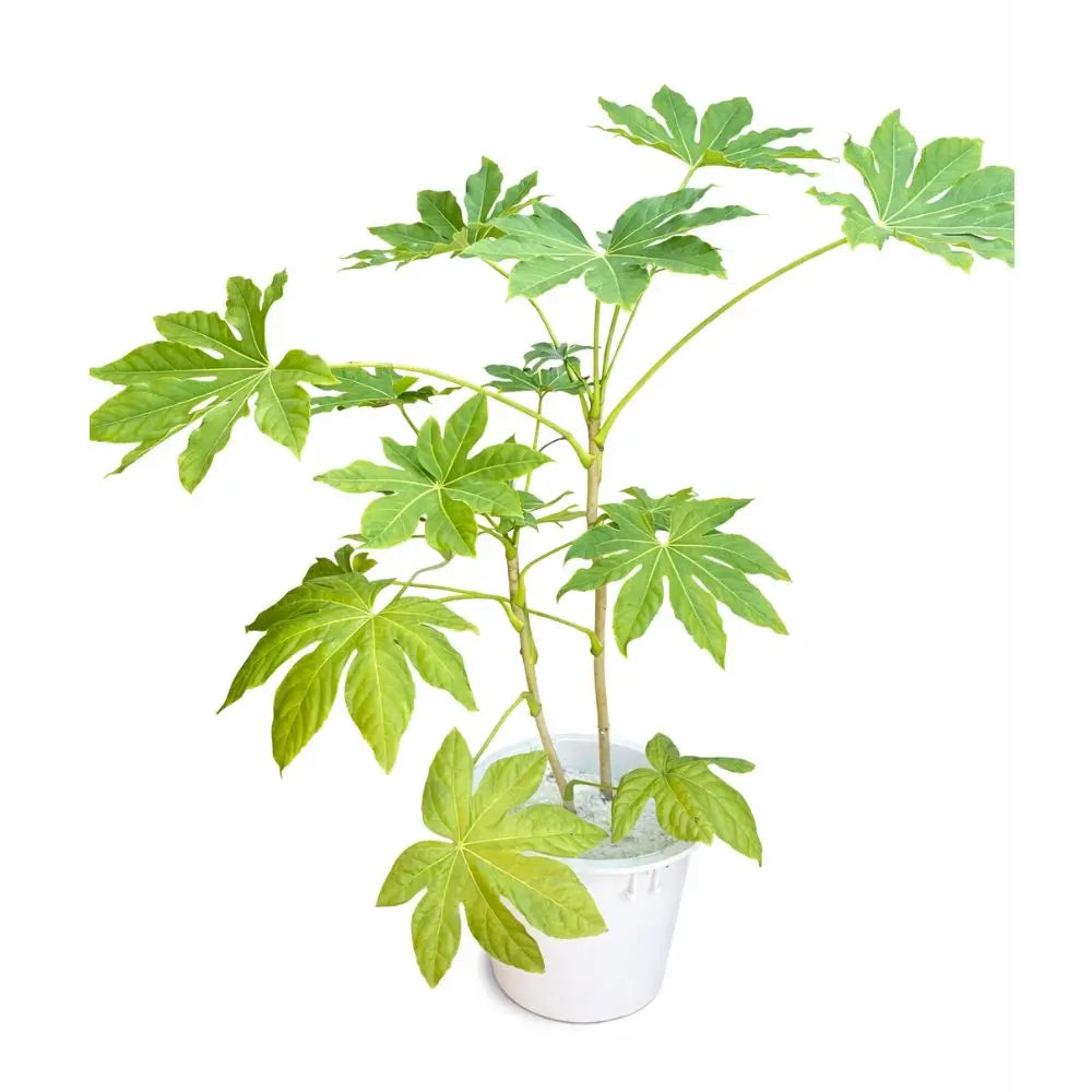Aralia Japonica L + Macetero Cónico de Fibra 30x46 cm con Drenaje – Planta de Interior Decorativa Premium
