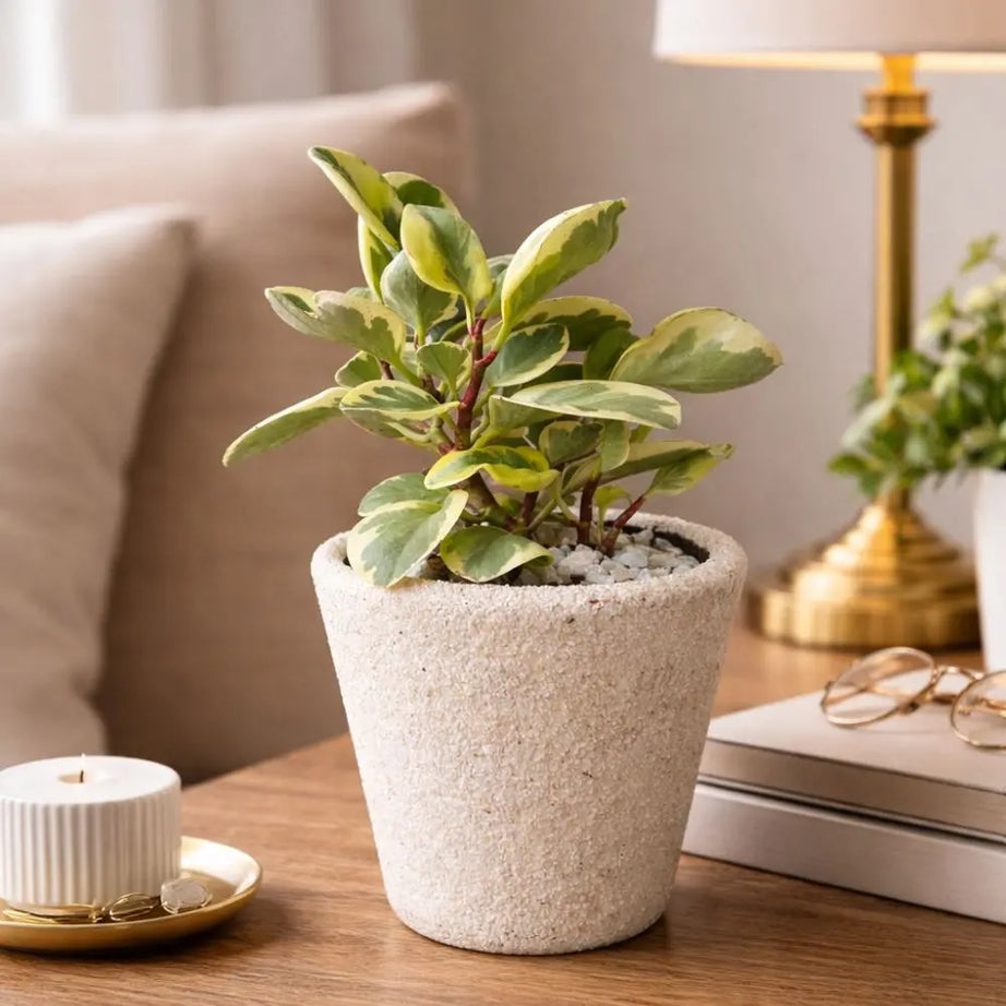 Pack Peperomia Obtusifolia Variegata S + Macetero de Arcilla Cónico 14x14 cm | Planta Decorativa de Interior