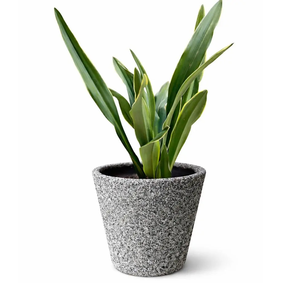 Pack Sansevieria Variegada L + Macetero de Arcilla 30x30 con Geranio de Cobre | Planta de Interior Premium y Decorativa