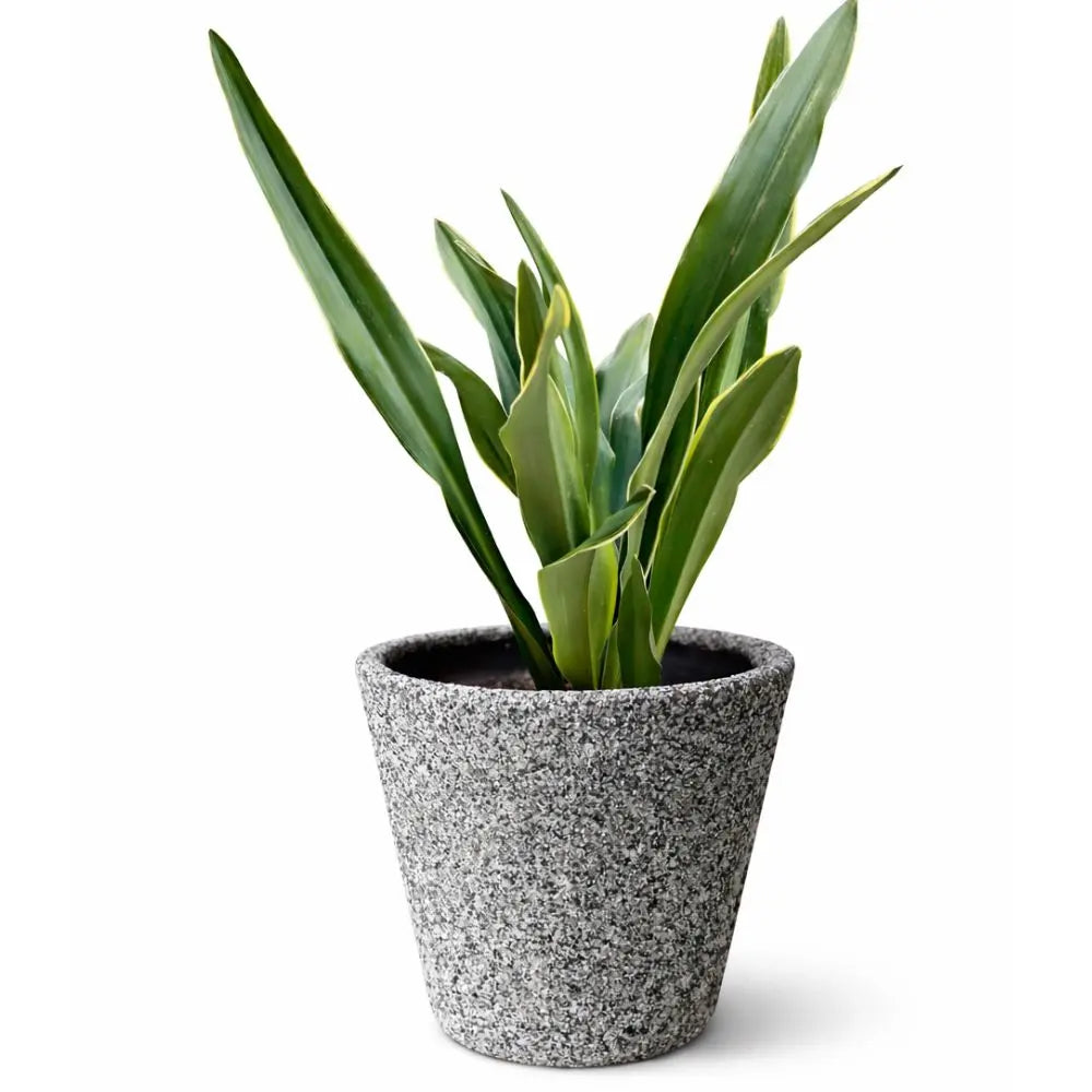Pack Sansevieria Variegada L + Macetero de Arcilla 30x30 con Geranio de Cobre | Planta de Interior Premium y Decorativa