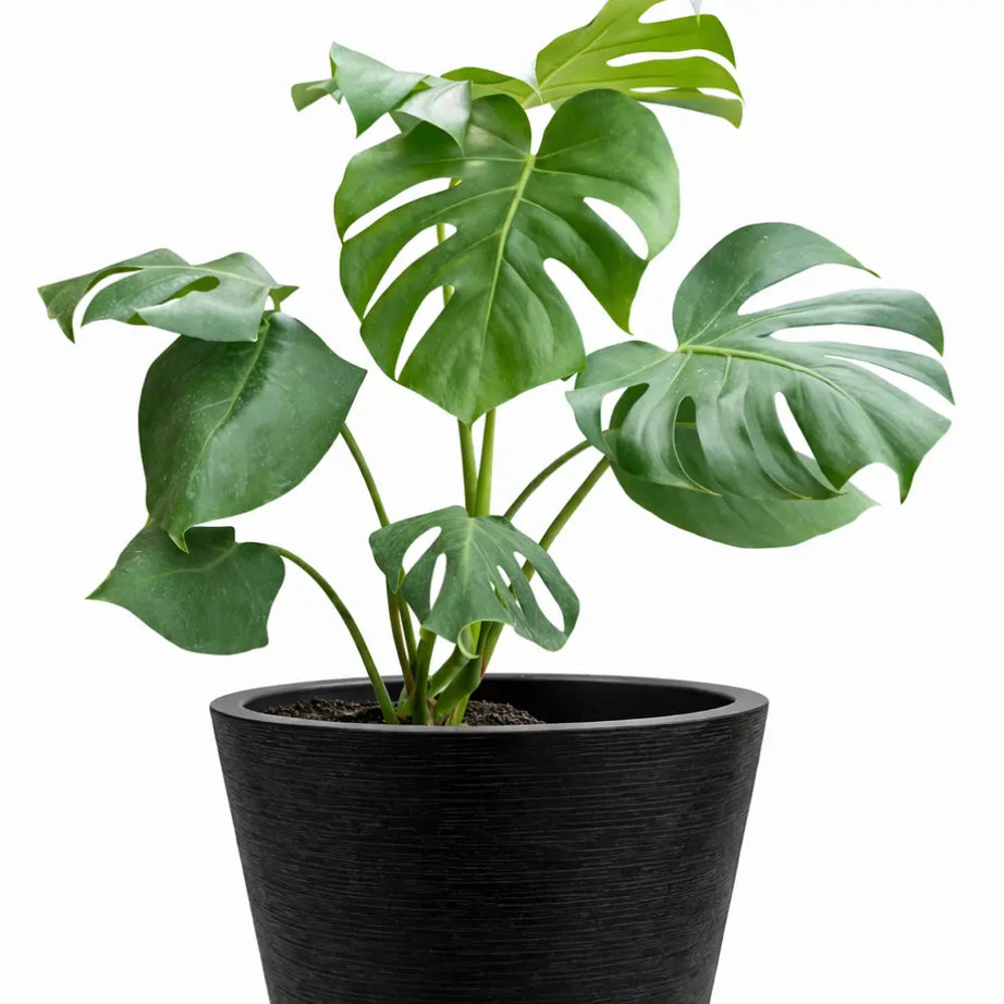Pack Monstera Deliciosa + Macetero Cónico Negro de Fibra 46 cm | Planta Interior Decorativa Premium