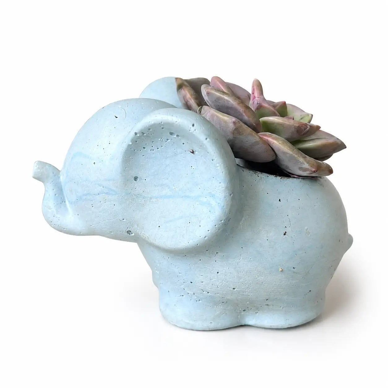 Elefantito con Suculenta Crassula