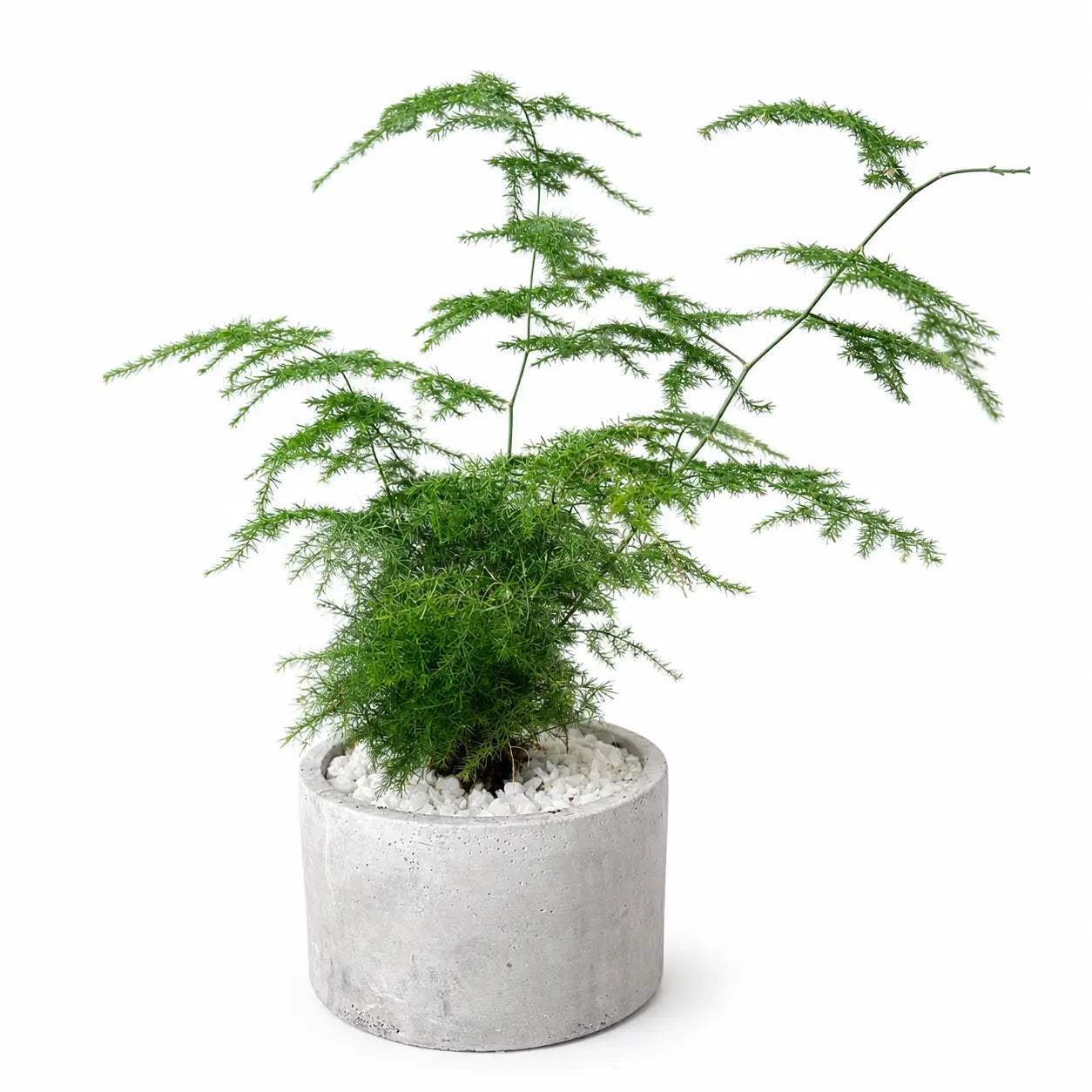 Pack Helecho Plumoso (Asparagus setaceus) en Macetero de Hormigón | Planta de Interior Elegante y Decorativa