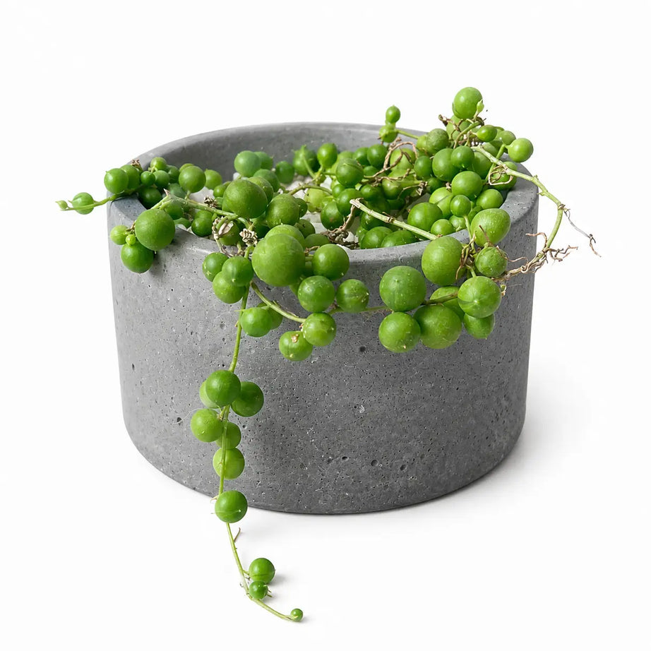 Pack Collar de Perlas (Senecio rowleyanus) + Macetero de Hormigón | Suculenta Colgante Decorativa Interior