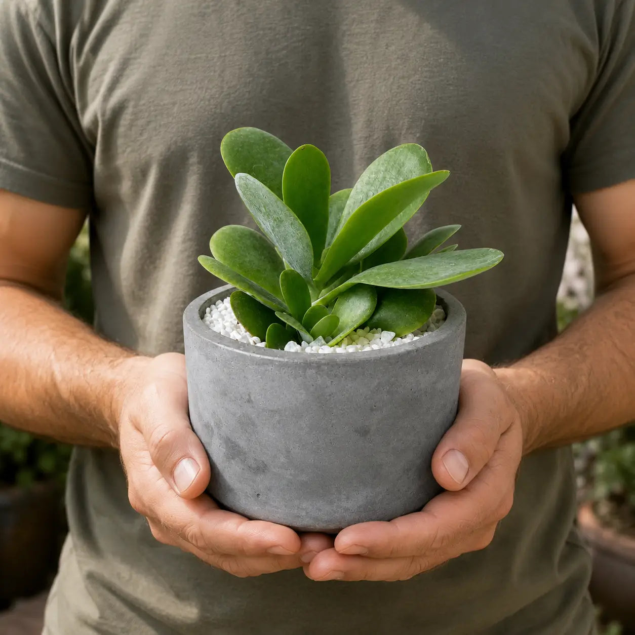 Pack Kalanchoe Luciae (Planta Paleta) + Macetero de Hormigón | Suculenta Decorativa que se Torna Roja al Sol
