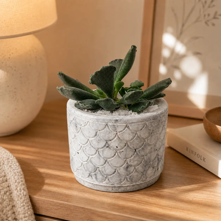 Pack Suculenta Adromischus Cristatus + Macetero de Hormigón Diseño | Planta Decorativa Interior