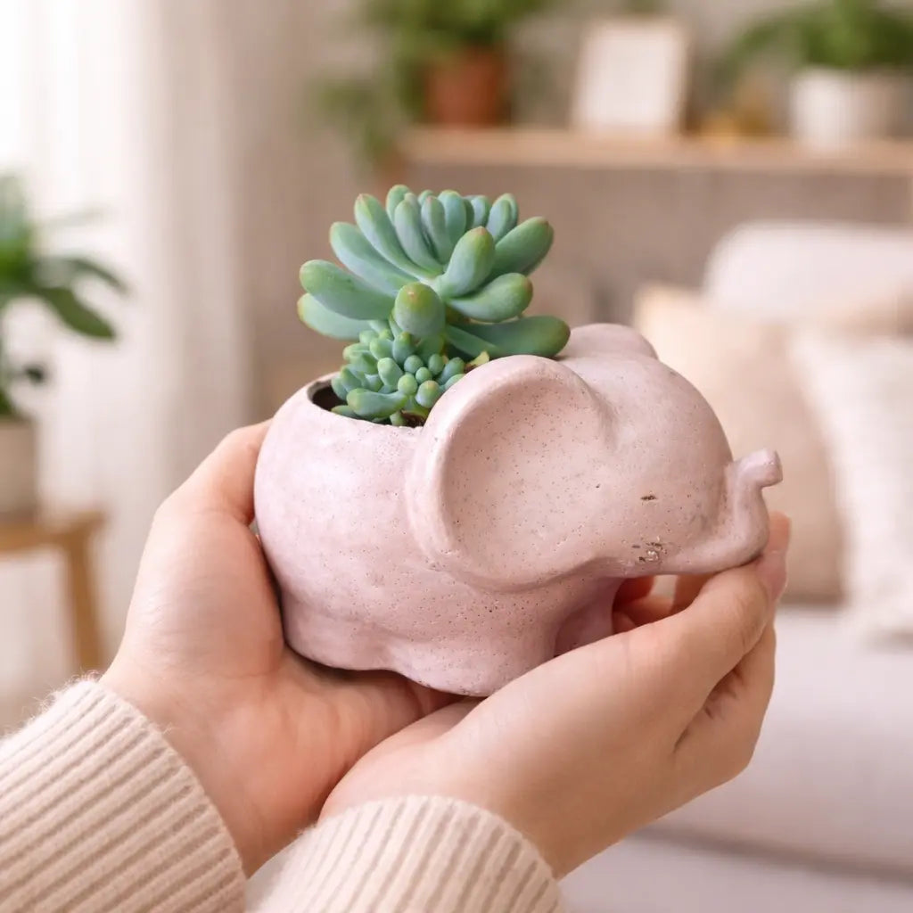 Elefantito de Hormigón con Sedum Pachyphyllum – Suculenta Dedos Gorditos | Regalo Original y Decorativo