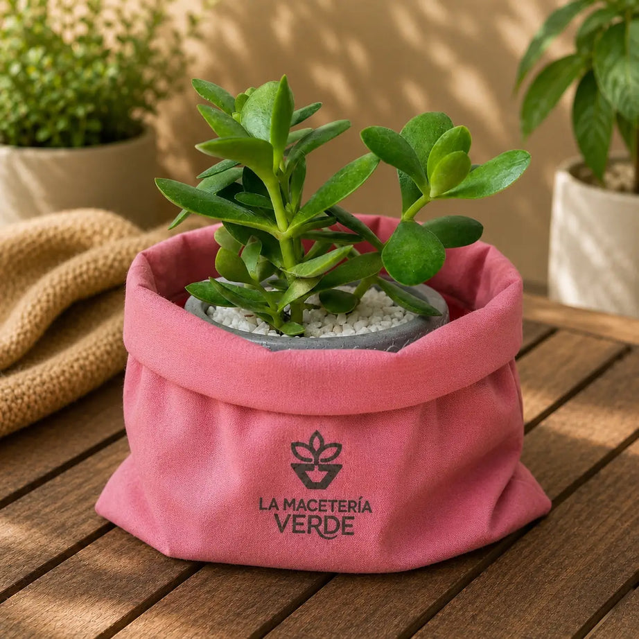 Pack Suculenta Árbol de Jade (Crassula ovata) + Macetero de Hormigón Decorativo | Planta de Interior Fácil Cuidado