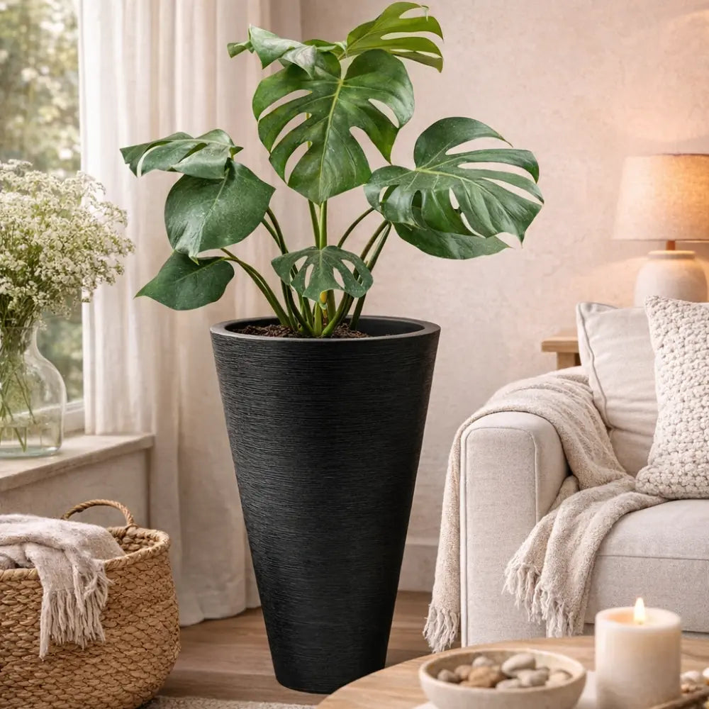 Pack Monstera Deliciosa + Macetero Cónico Negro de Fibra 46 cm | Planta Interior Decorativa Premium