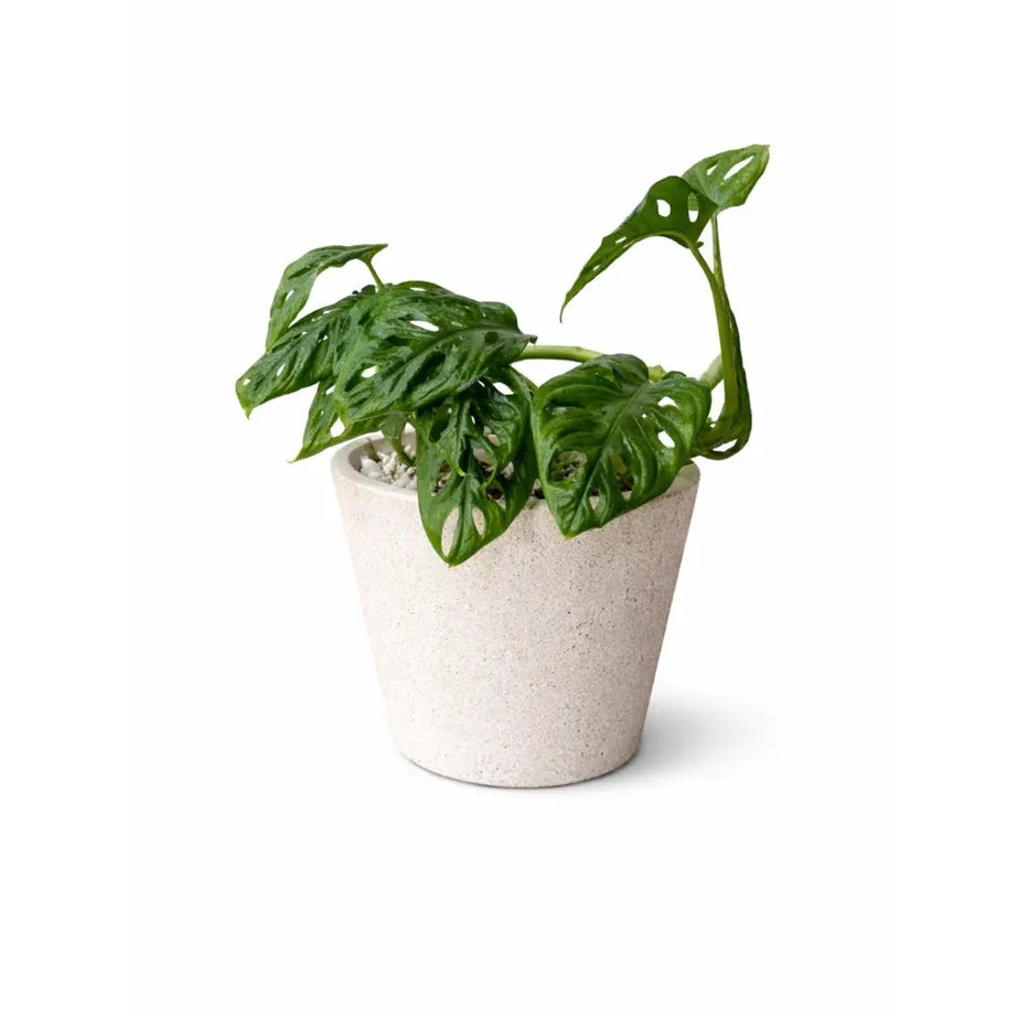 Packs Monstera Adansonii + Macetero de Arcilla con Cuarzo Blanco 14x14 cm con Drenaje | Planta de Interior Decorativa