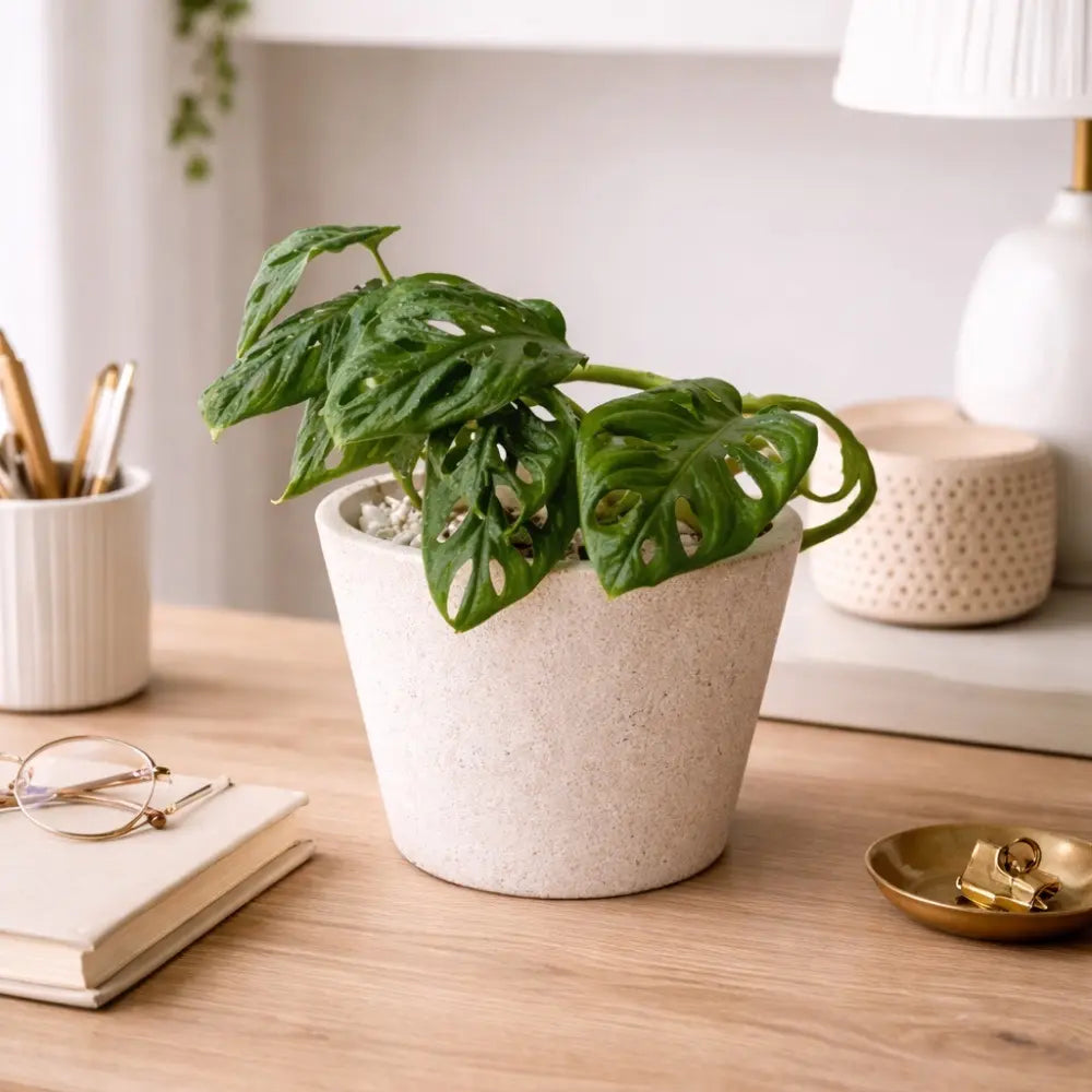 Packs Monstera Adansonii + Macetero de Arcilla con Cuarzo Blanco 14x14 cm con Drenaje | Planta de Interior Decorativa