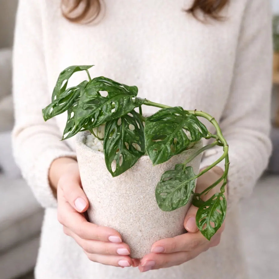 Packs Monstera Adansonii + Macetero de Arcilla con Cuarzo Blanco 14x14 cm con Drenaje | Planta de Interior Decorativa