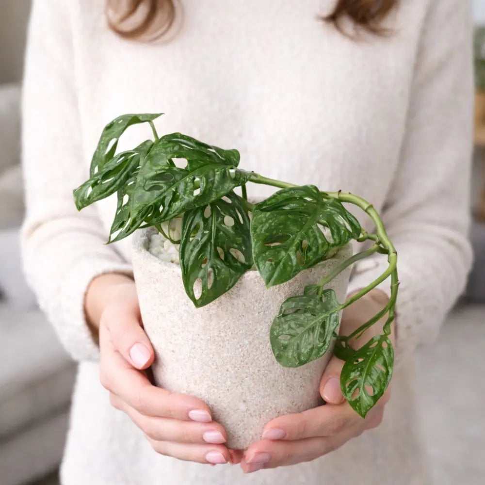 Packs Monstera Adansonii + Macetero de Arcilla con Cuarzo Blanco 14x14 cm con Drenaje | Planta de Interior Decorativa