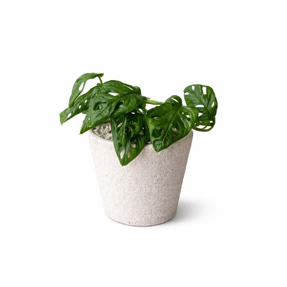 Packs Monstera Adansonii + Macetero de Arcilla con Cuarzo Blanco 14x14 cm con Drenaje | Planta de Interior Decorativa