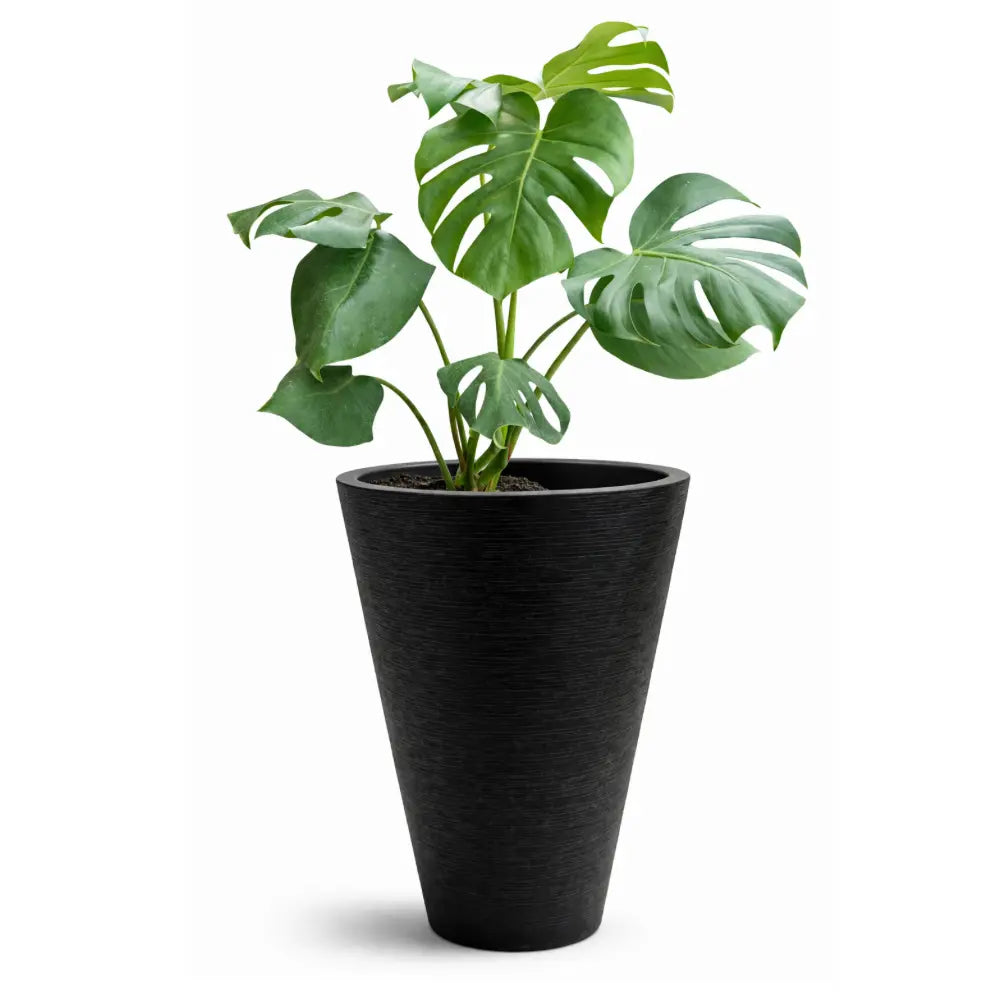 Pack Monstera Deliciosa + Macetero Cónico Negro de Fibra 46 cm | Planta Interior Decorativa Premium