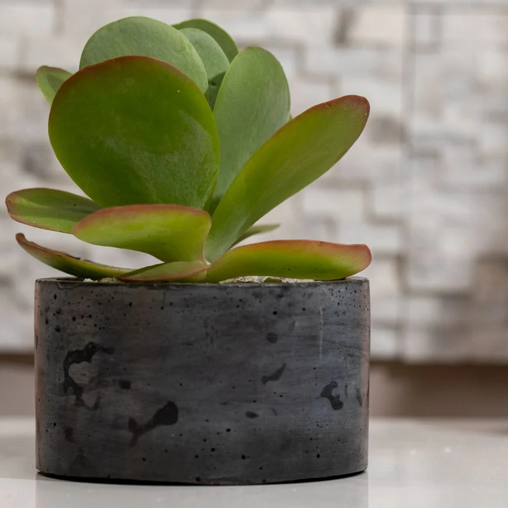 Maceta de Cemento Tamaño S – Macetero de Hormigón para Suculentas y Plantas Pequeñas